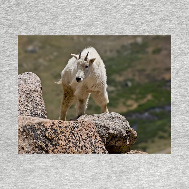 Mountain Goat by algill